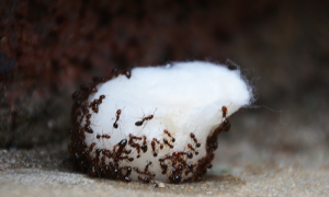 Ant Killer or Ant Poison - Ants on cottonball