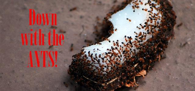 How do you make homemade ant poison with Borax?