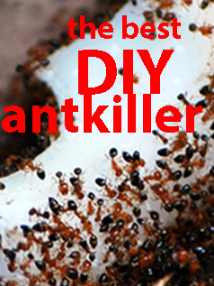 the best diy antkiller