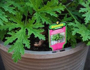 Citronella Plant