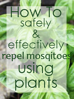 how to naturally repel mosquitoes