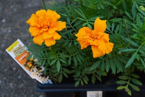 Marigolds