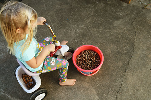 collecting acorns