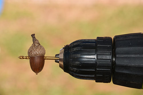 drilling through acorns