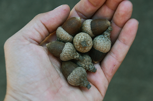handful of acorns