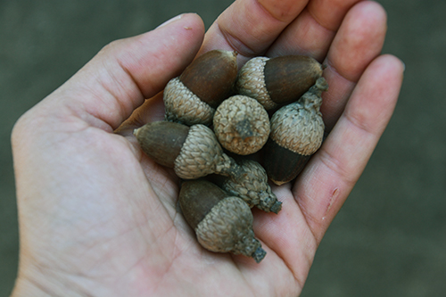 handful of acorns