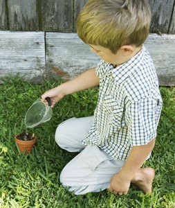 Watering sunflower seeds