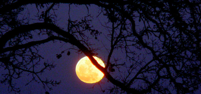 Vegetable Gardening by the Moon