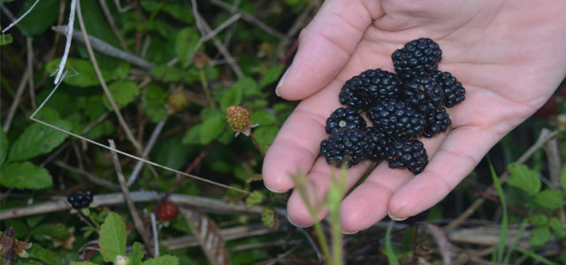 Blackberry Picking Time