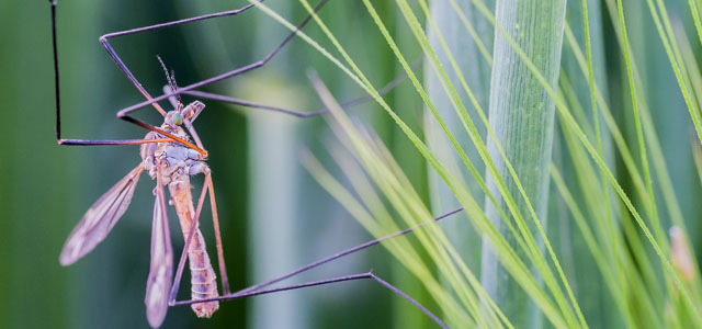 Homemade All-Natural Mosquito Repellent