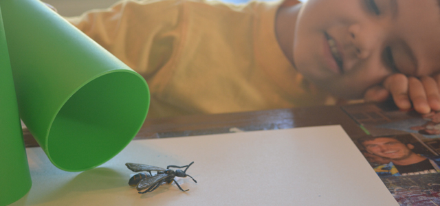 Homeschooling Activities for Preschoolers: Cup and Bug