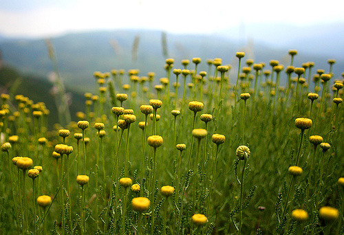 flower title